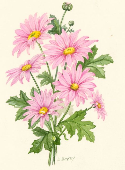 D. Bovey - Signed Watercolour, Pink Chrysanthemum Greeting Card Design