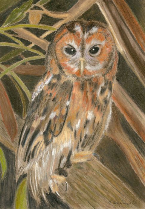 Signed Mid 20th Century Pastel - Owl on a Branch