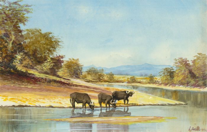 James Frank Adams (1923-2008) - 1994 Watercolour, Water Buffalo