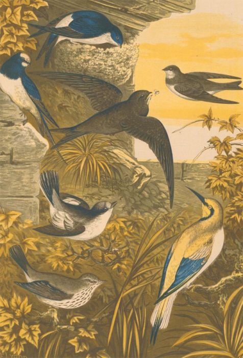 Alexander Francis Lydon (1836-1917) - Set of Eight Lithograph Book Plates, Birds