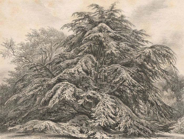 After Henry William Burgess - 19th Century Lithograph, Cedar of Lebanon