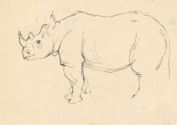 Peter Collins ARCA - c.1970s Pen and Ink Drawing, Study of a Rhino