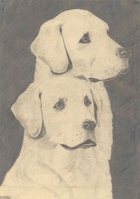 H. Klims - Early 20th Century Graphite Drawing, Labrador Retrievers