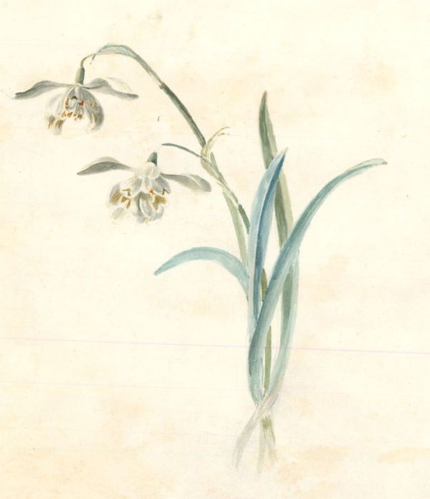 M.E. Bladeen - Fine Mid 19th Century Watercolour, Botanical Study of Snowdrops