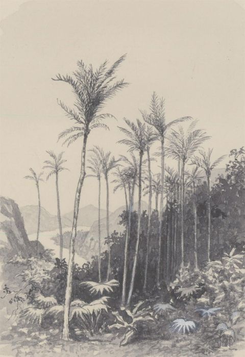 Late 19th Century Pen and Ink Drawing - Brazilian Forest Landscape