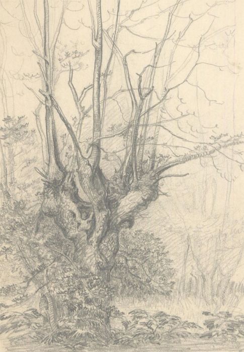 F.L Wilder - A Pair of  c. 1941 Graphite Drawings, Studies of Trees
