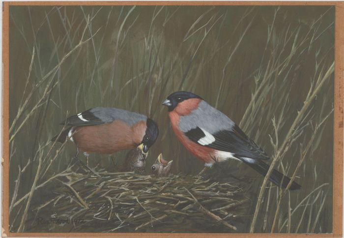 Rex Flood - Signed 1972 Gouache, Bullfinches and Chicks