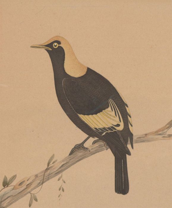 Neville Henry Penniston Cayley (1853-1903) - Watercolour, A Regent Bowerbird