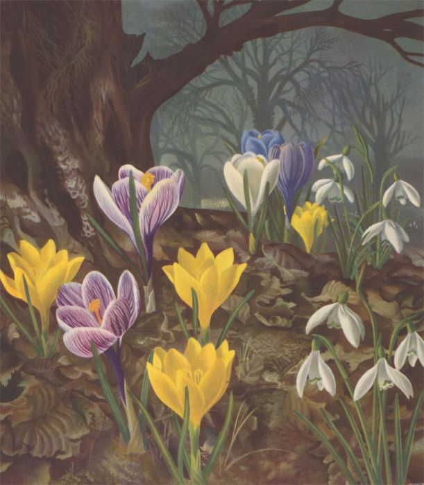 Eppo Doeve (1907-1982) - 1955 Lithograph, Whitbread Calendar of Flowers