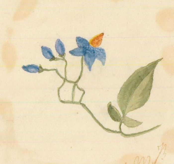 J.M.B - Four Miniature Mid 19th Century Watercolour, Floral Studies