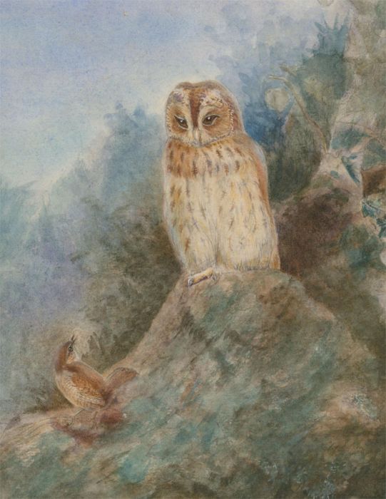 English School 19th Century Watercolour - An Owl and a Finch