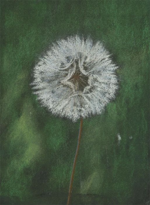 Robin Hutton (1919-2017) - Contemporary Pastel, Study of a Dandelion
