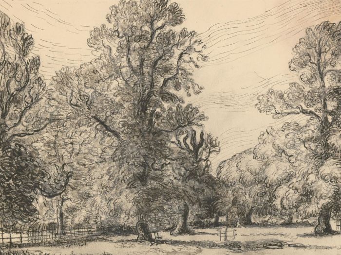 Harold Hope Read (1881-1959) - Pen and Ink Drawing, Study of Trees