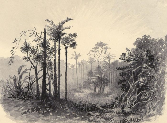 19th Century Watercolour - Brazilian Forest