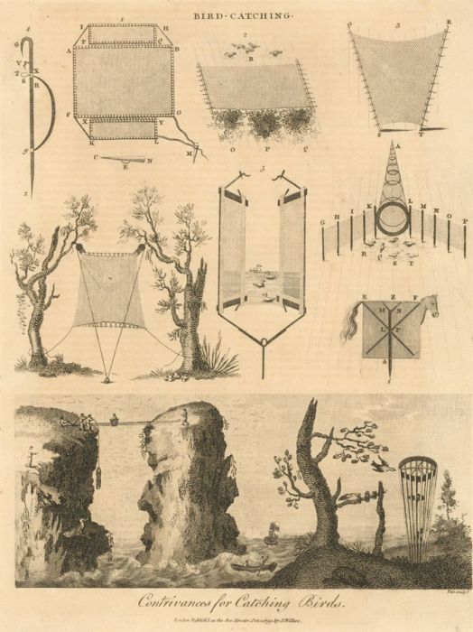 John Wilkes - 18th Century Engraving, Contrivances for Catching Birds.