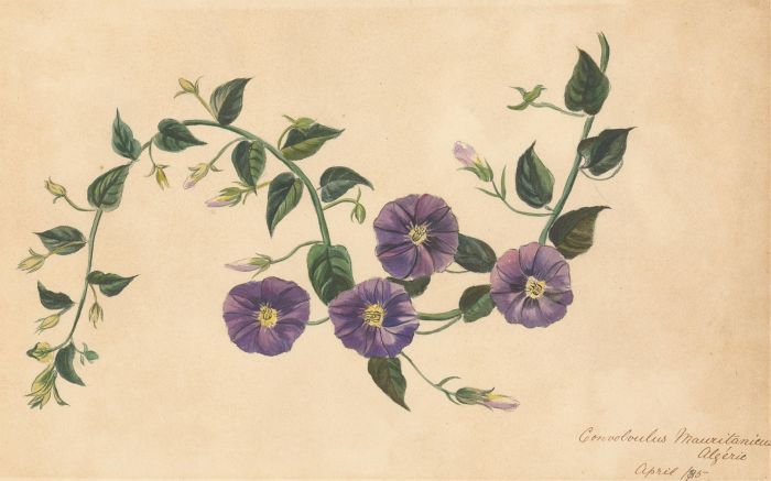 English School Late 19th Century Watercolour - Botanical Study
