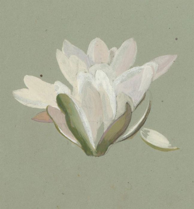 Alfred William Strutt (1856-1924) - Gouache, Study of a Water Lily