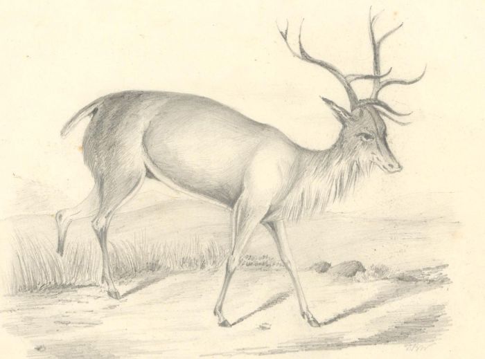 T.B.W - Mid 19th Century Graphite Drawing, Study of a Stag
