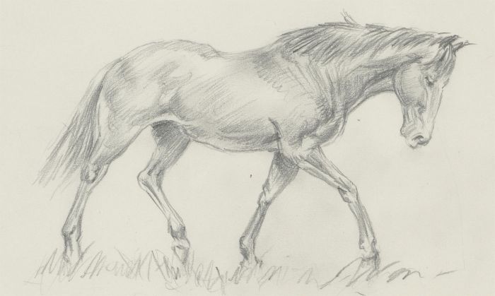 Franco Matania (1922-2006) - c.1990 Graphite Drawing, The Elegant Horse
