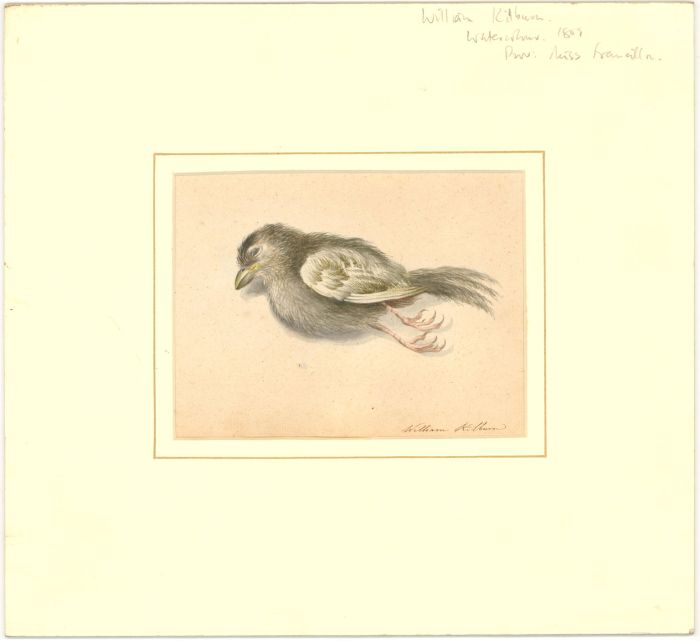 William Kilburn (1745-1818) - Signed 1809 Watercolour, Study of Dead Bird