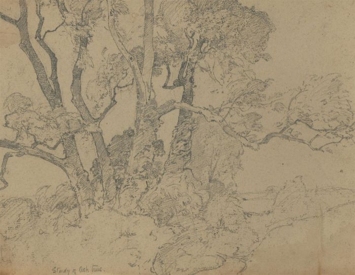 Oliver Hall RA (1869-1957) - Early 20th Century Graphite Drawing, Ash Trees
