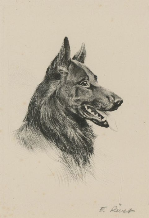 E. River - A Pair of Mid 20th Century Etchings, German Shepherd Portraits