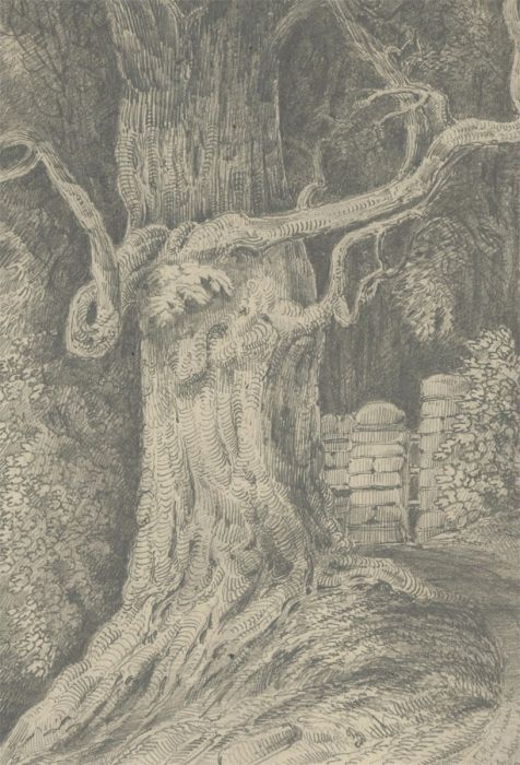 Mid 19th Century Graphite Drawing - Study of a Knarly Tree