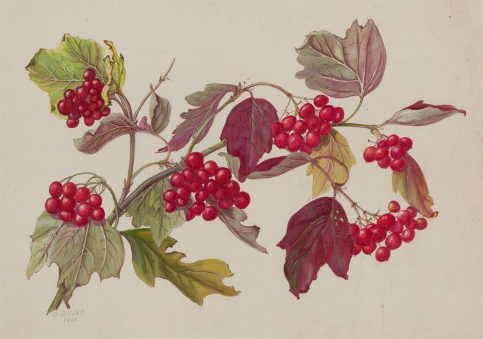 Dorothy Bovey - Fine 1966 Gouache, Redcurrant Branch