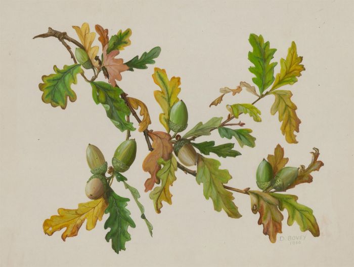 Dorothy Bovey - Fine 1966 Gouache, Acorn Branch
