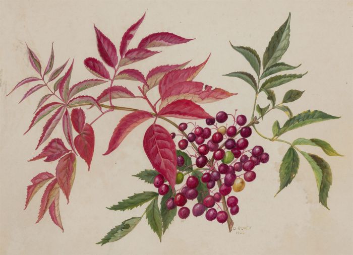 Dorothy Bovey - Fine 1966 Gouache, Wild Berry Branch