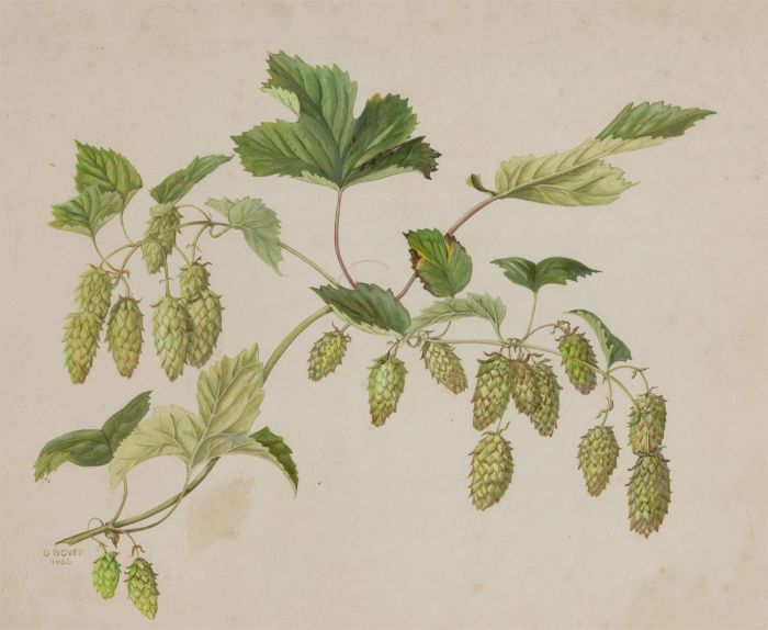 Dorothy Bovey - Fine 1966 Gouache, Hornbeam Branch Study