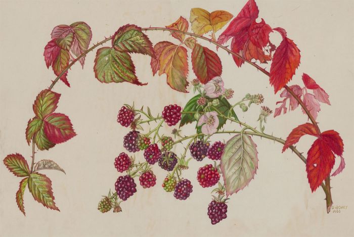 Dorothy Bovey - Fine 1966 Gouache, Blackberry Bramble