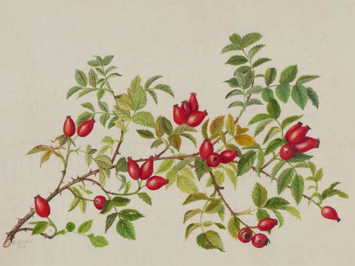 Dorothy Bovey - Fine 1966 Gouache, Rosehip Branch