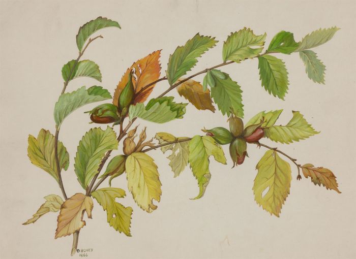 Dorothy Bovey - Fine 1966 Gouache, Hazelnut Branch