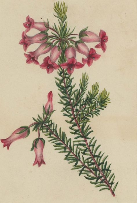 1827 Watercolour - The Erica Flower, Botanical Study