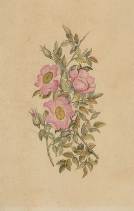 Mid 19th Century Watercolour - Wild Roses