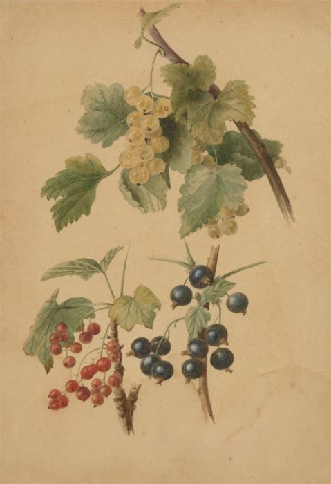 H.H - 1880 Watercolour, Berry Studies
