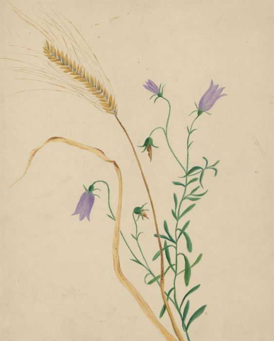 Mid 20th Century Watercolour - Still Life Flowers and Wheat