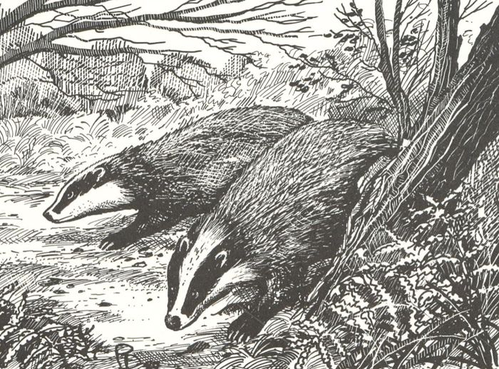 Patrick Donovan RSMA (b.1944) - Contemporary Digital Print, Badgers in the Wood