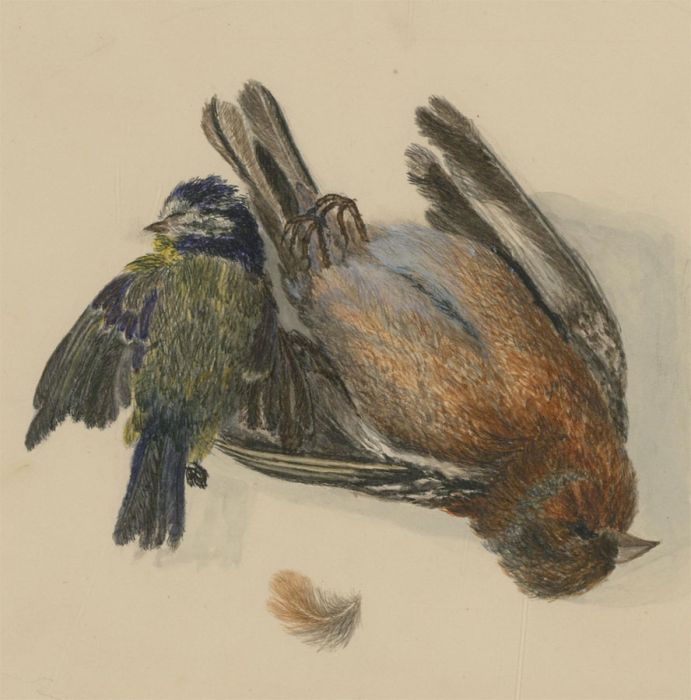 Early 20th Century Coloured Pencil - Still Life Study, Two Birds