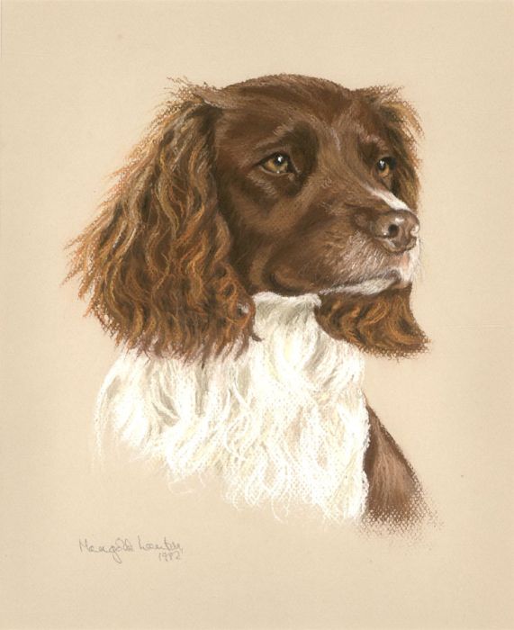 Marigold Lawton  - 1992 Pastel, Portrait of a Springer Spaniel