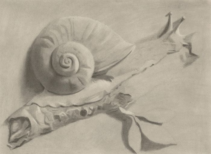 Amy F. Bridges - 1894 Charcoal Drawing, The Snail