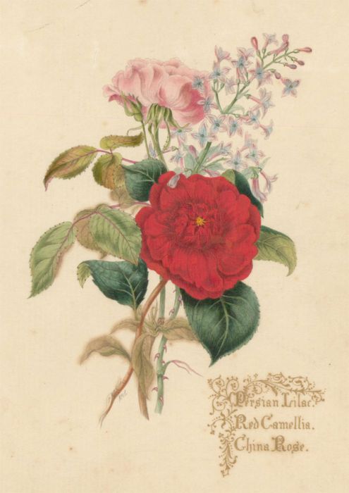 R.H.L - Mid 19th Century Watercolour, Persian Lilac, Camellia & China Rose