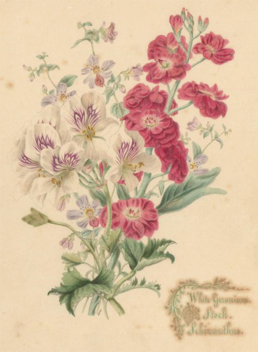 R.H.L - Mid 19th Century Watercolour, White Geranium, Stock & Schizanthus