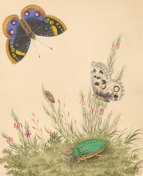 Early 19th Century Watercolour - Study of Butterflies & Insects