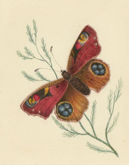 Fine 1829 Watercolour - Peacock Butterfly