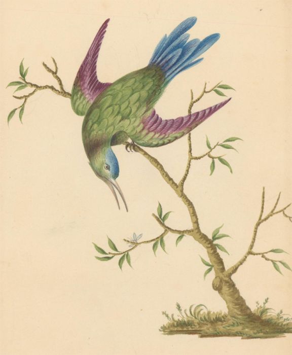 1826 Watercolour - Study of a Tropical Bird