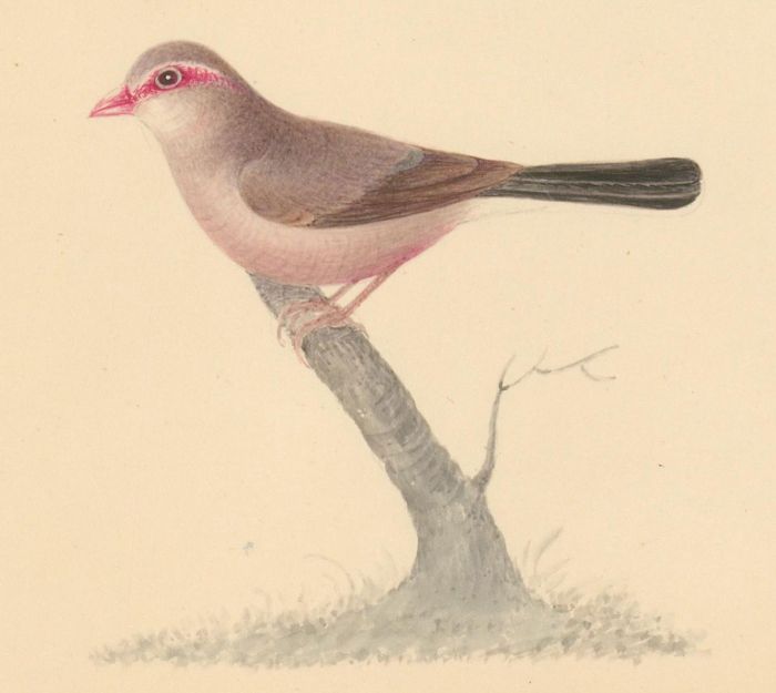 Mid 19th Century Watercolour - Study of a Bird