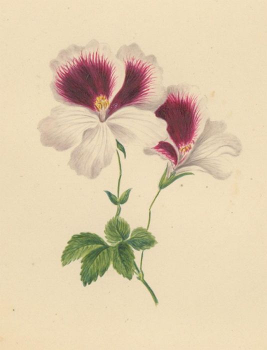 Three Early 19th Century Watercolours - Floral & Botanical Studies