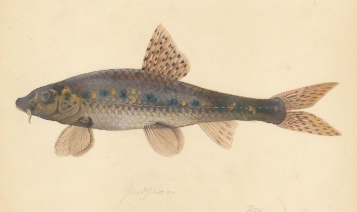 Fine Mid 19th Century Watercolour - Study of a Gudgeon